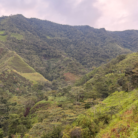 Peruvian Caturra Honey SC08 - Anaerobic Specialty Coffee