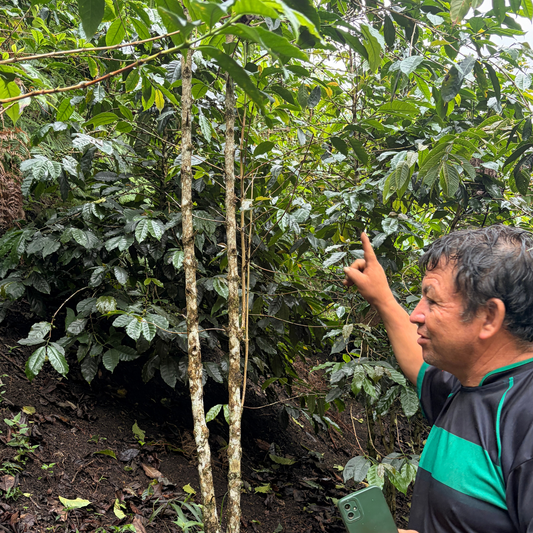 Peruvian Geisha Washed SS01 - Aerobic Specialty Coffee
