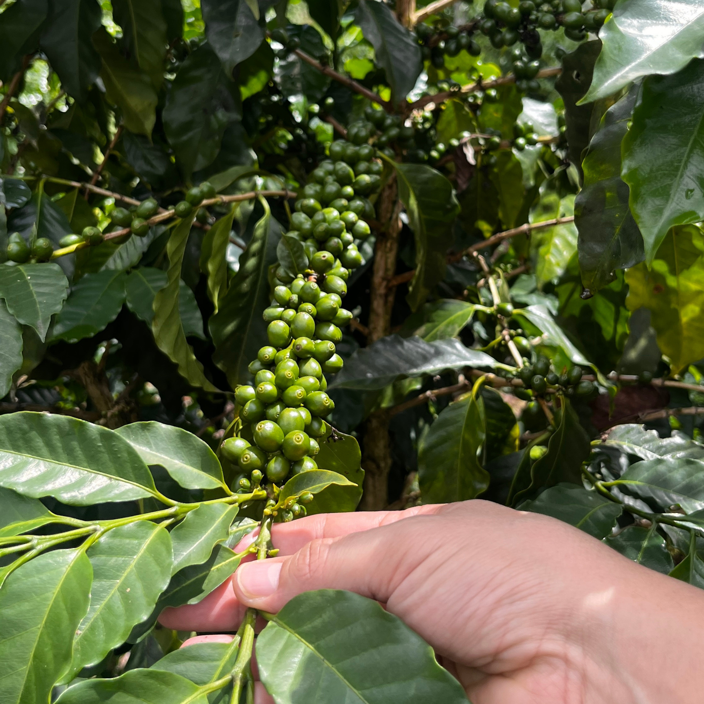 Peruvian Geisha Washed SS07 - Anaerobic Specialty Coffee