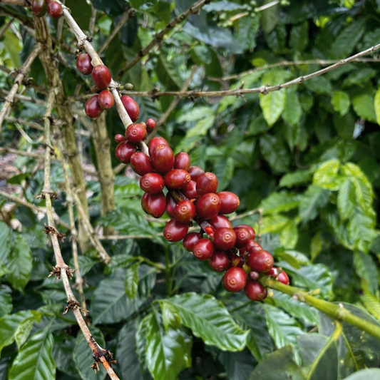 Peruvian Caturra Honey SC06 - Anaerobic Specialty Coffee