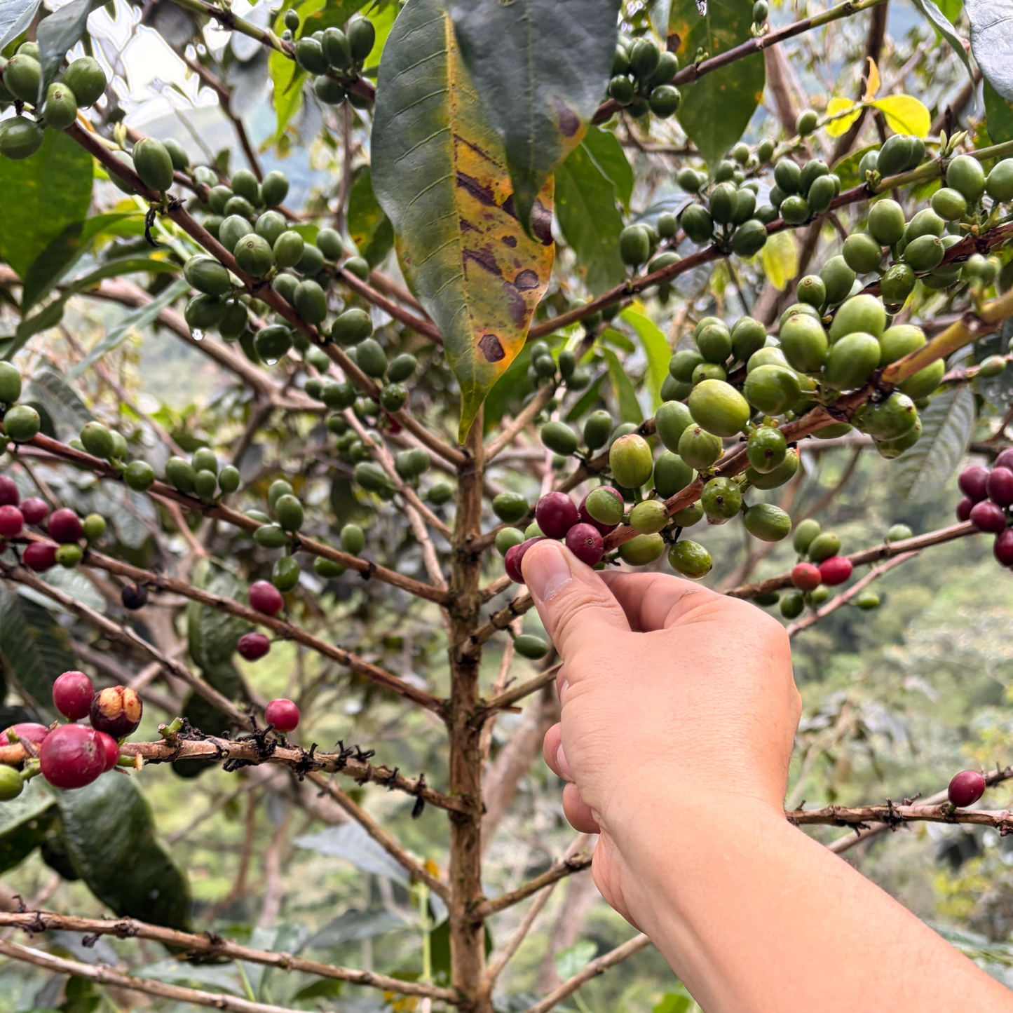 Peruvian Caturra Honey SS07 - Anaerobic Specialty Coffee