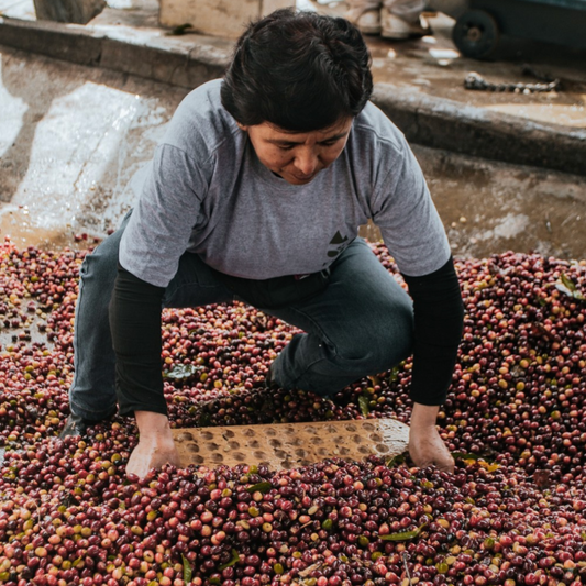 Peruvian Geisha Washed SS03 - Anaerobic Specialty Coffee