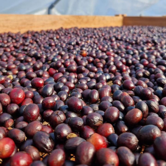 Peruvian Caturra Washed SC10 - Anaerobic Specialty Coffee