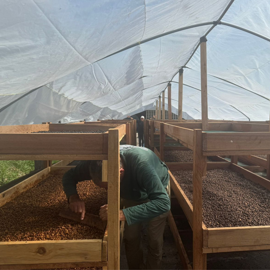 Peruvian Caturra & Red Bourbon Washed - Aerobic Specialty Coffee