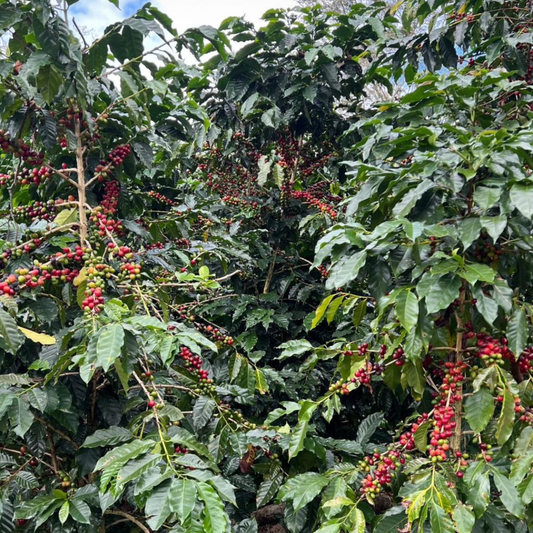 Peruvian Caturra & Red Bourbon Washed - Aerobic Specialty Coffee