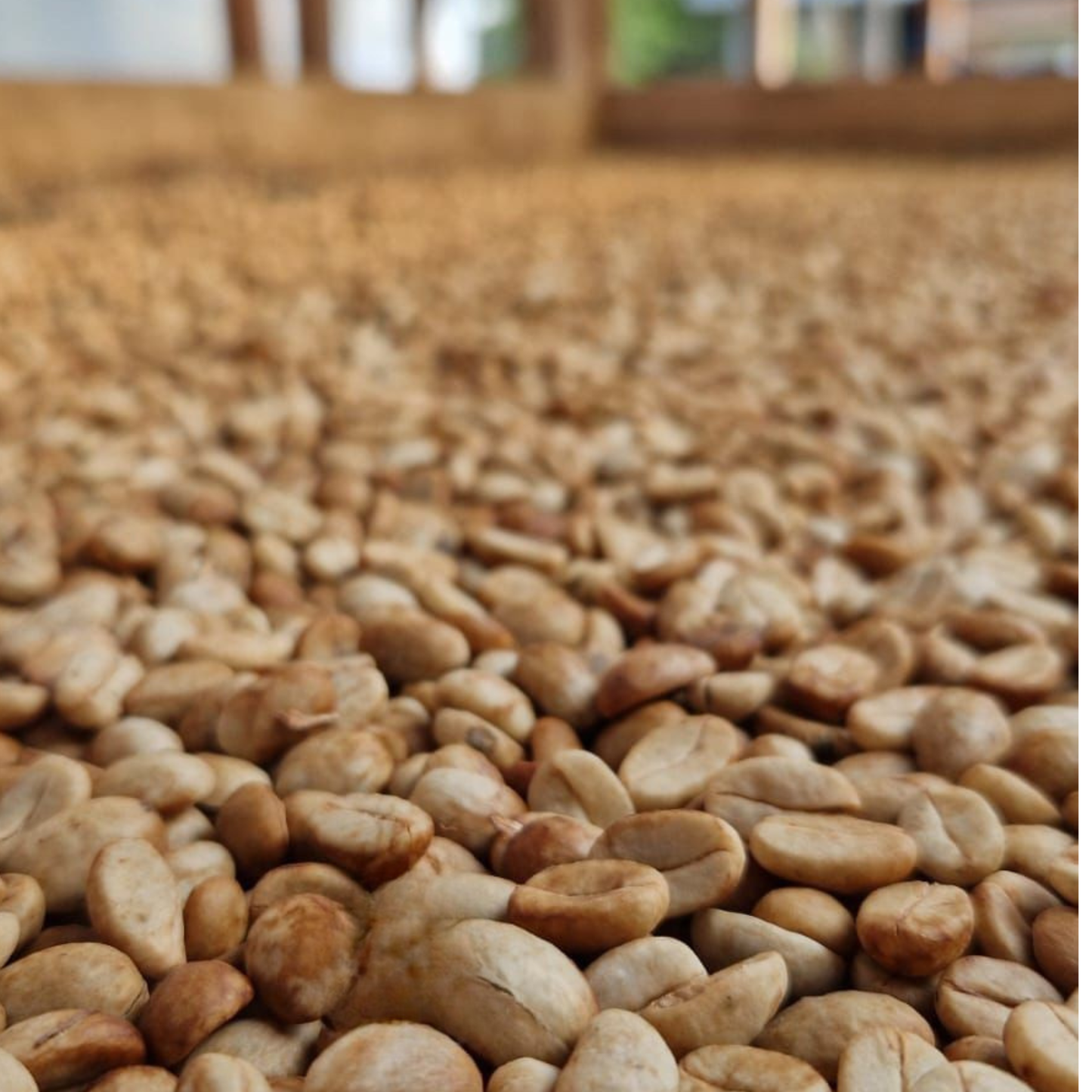 Peruvian Geisha Washed SS03 - Anaerobic Specialty Coffee