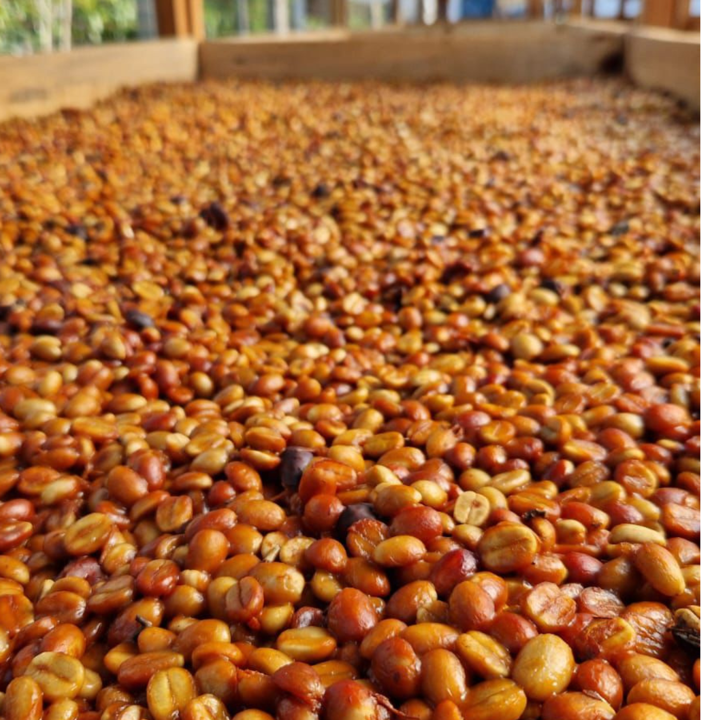 Peruvian Caturra Honey SC08 - Anaerobic Specialty Coffee